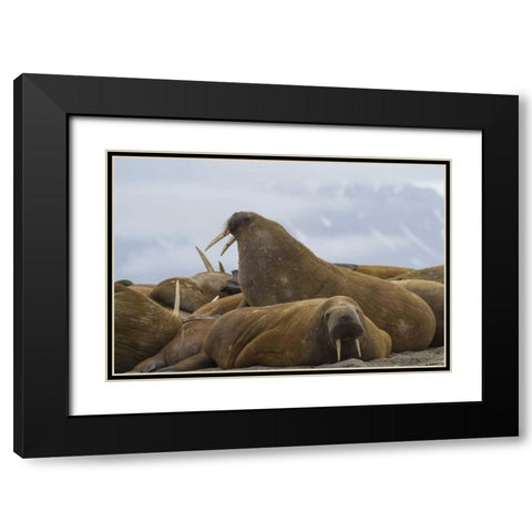 Norway, Svalbard, Torellneset Walruses resting Black Modern Wood Framed Art Print with Double Matting by Young, Bill