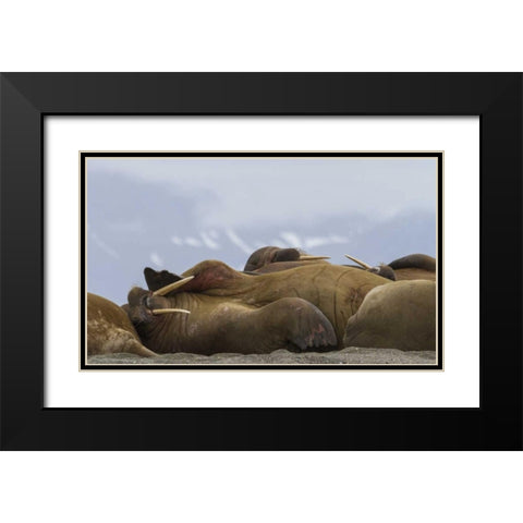 Norway, Svalbard, Torellneset Walruses resting Black Modern Wood Framed Art Print with Double Matting by Young, Bill