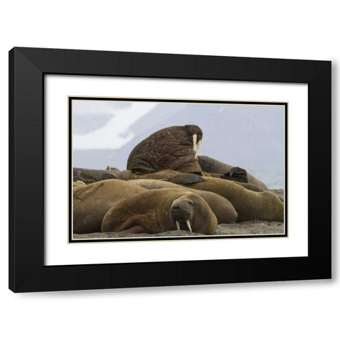 Norway, Prins Karls Forland Walruses resting Black Modern Wood Framed Art Print with Double Matting by Young, Bill