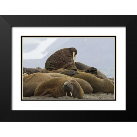 Norway, Prins Karls Forland Walruses resting Black Modern Wood Framed Art Print with Double Matting by Young, Bill