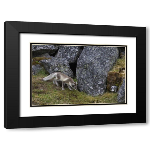 Norway, Svalbard, Prins Karls Forland Black Modern Wood Framed Art Print with Double Matting by Young, Bill