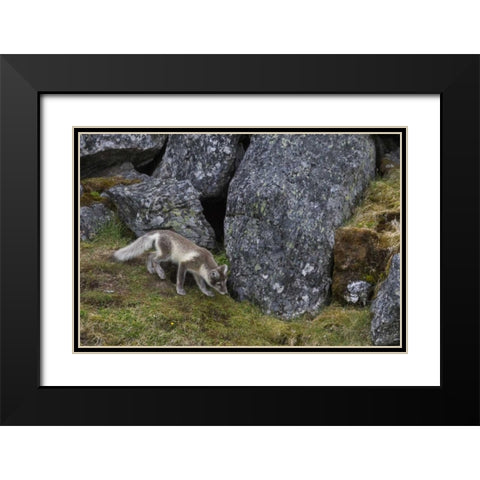 Norway, Svalbard, Prins Karls Forland Black Modern Wood Framed Art Print with Double Matting by Young, Bill