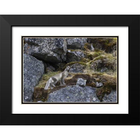 Norway, Svalbard, Prins Karls Forland Black Modern Wood Framed Art Print with Double Matting by Young, Bill