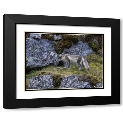 Norway, Svalbard, Prins Karls Forland Black Modern Wood Framed Art Print with Double Matting by Young, Bill