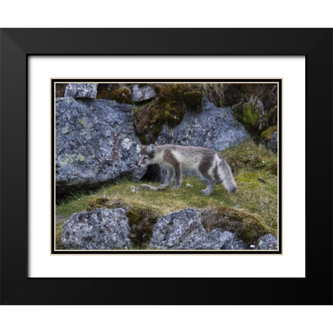 Norway, Svalbard, Prins Karls Forland Black Modern Wood Framed Art Print with Double Matting by Young, Bill
