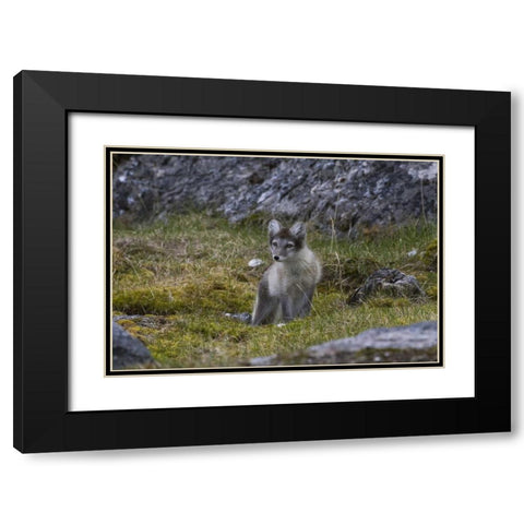 Norway, Svalbard, Prins Karls Forland Black Modern Wood Framed Art Print with Double Matting by Young, Bill