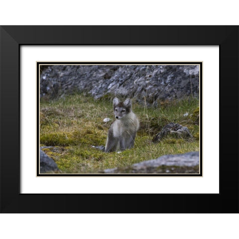 Norway, Svalbard, Prins Karls Forland Black Modern Wood Framed Art Print with Double Matting by Young, Bill