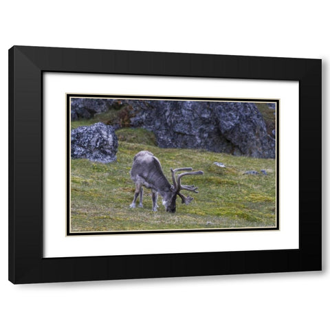 Norway, Prins Karls Forland Reindeer grazing Black Modern Wood Framed Art Print with Double Matting by Young, Bill