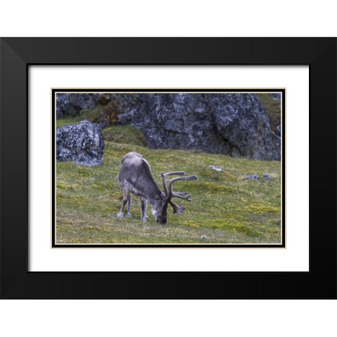 Norway, Prins Karls Forland Reindeer grazing Black Modern Wood Framed Art Print with Double Matting by Young, Bill