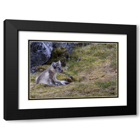 Norway, Svalbard, Prins Karls Forland Black Modern Wood Framed Art Print with Double Matting by Young, Bill