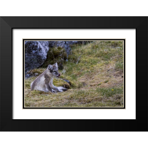 Norway, Svalbard, Prins Karls Forland Black Modern Wood Framed Art Print with Double Matting by Young, Bill