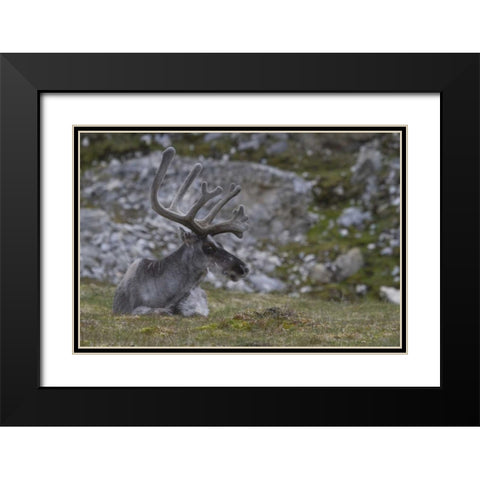 Norway, Prins Karls Forland Reindeer grazing Black Modern Wood Framed Art Print with Double Matting by Young, Bill