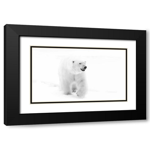 Norway, Svalbard Walking polar bear Black Modern Wood Framed Art Print with Double Matting by Young, Bill