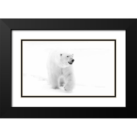 Norway, Svalbard Walking polar bear Black Modern Wood Framed Art Print with Double Matting by Young, Bill