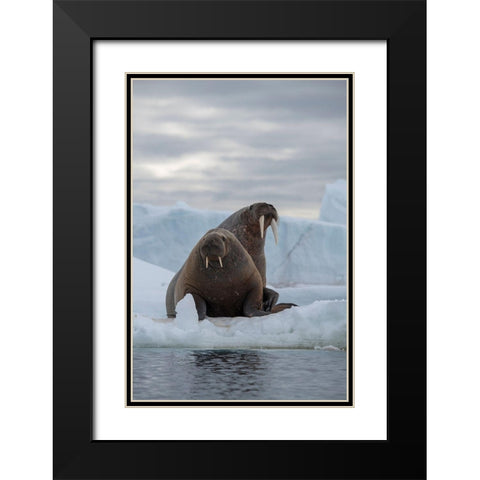 Norway-Svalbard-Nordaustlandet-Austfonna Walrus on ice Black Modern Wood Framed Art Print with Double Matting by Hopkins, Cindy Miller