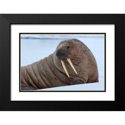 Norway-Svalbard-Nordaustlandet-Austfonna Walrus on ice Black Modern Wood Framed Art Print with Double Matting by Hopkins, Cindy Miller