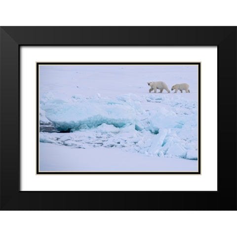 Norway-High Arctic Polar bear mother and cub on sea ice Black Modern Wood Framed Art Print with Double Matting by Hopkins, Cindy Miller