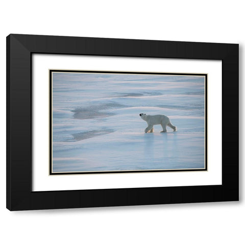 Norway-High Arctic Underweight polar bear on sea ice at dusk Black Modern Wood Framed Art Print with Double Matting by Hopkins, Cindy Miller