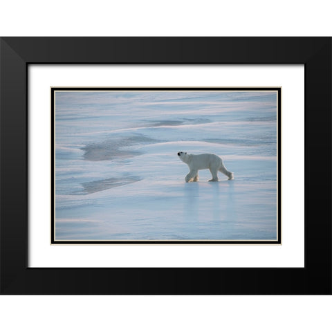 Norway-High Arctic Underweight polar bear on sea ice at dusk Black Modern Wood Framed Art Print with Double Matting by Hopkins, Cindy Miller