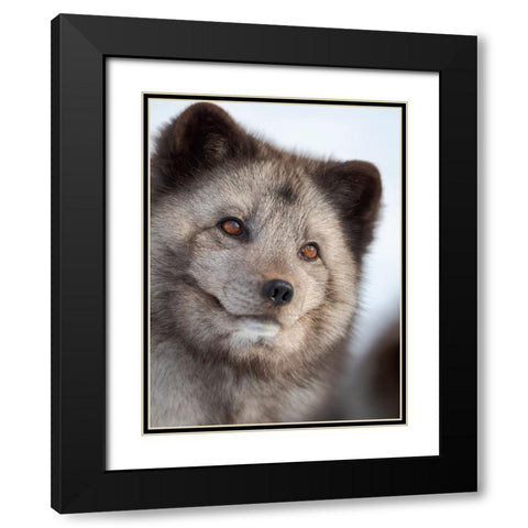 Arctic Fox- blue morph- in deep snow during winter. Europe- Norway- Bardu- Polar Park Black Modern Wood Framed Art Print with Double Matting by Zwick, Martin