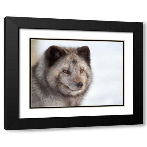 Arctic Fox- blue morph- in deep snow during winter. Europe- Norway- Bardu- Polar Park Black Modern Wood Framed Art Print with Double Matting by Zwick, Martin