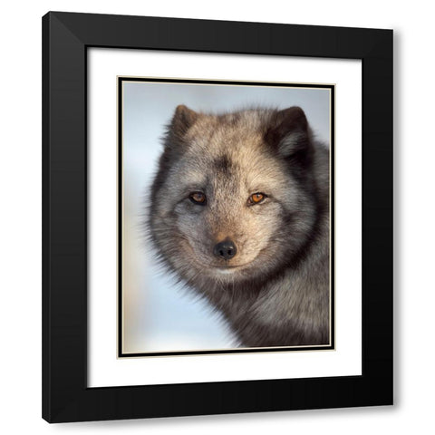 Arctic Fox- blue morph- in deep snow during winter. Europe- Norway- Bardu- Polar Park Black Modern Wood Framed Art Print with Double Matting by Zwick, Martin