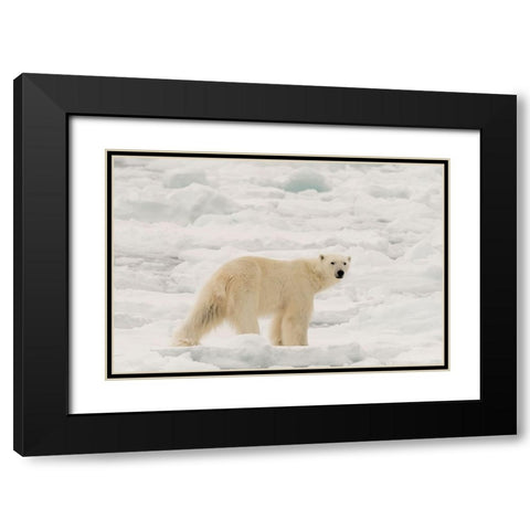 Polar bear-Ursus maritimus-Polar Ice Cap-north of Spitsbergen-Norway Black Modern Wood Framed Art Print with Double Matting by Pitamitz, Sergio