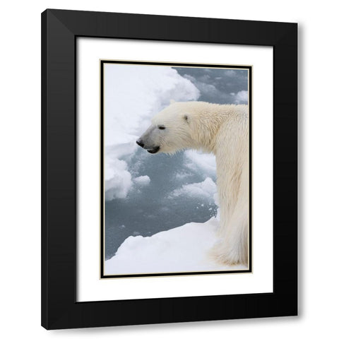 Polar bear-Ursus maritimus-Polar Ice Cap-north of Spitsbergen-Norway Black Modern Wood Framed Art Print with Double Matting by Pitamitz, Sergio