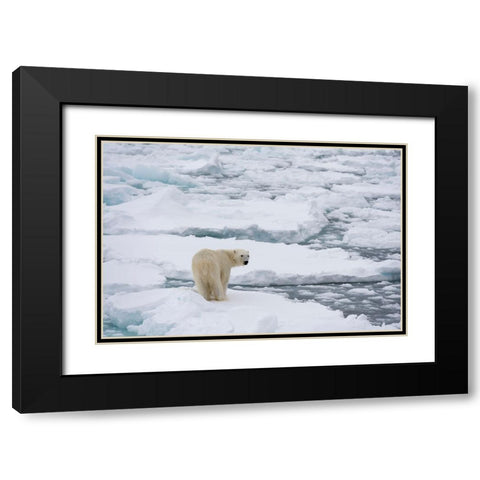 Polar bear-Ursus maritimus-Polar Ice Cap-north of Spitsbergen-Norway Black Modern Wood Framed Art Print with Double Matting by Pitamitz, Sergio