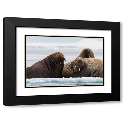 Atlantic walruses-Odobenus rosmarus-Vibebukta-Austfonna-Nordaustlandet-Svalbard Islands-Norway Black Modern Wood Framed Art Print with Double Matting by Pitamitz, Sergio