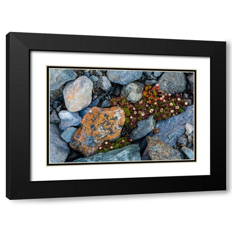 Tufted saxifrage {Saxifraga cepitosa}-in flower Black Modern Wood Framed Art Print with Double Matting by Pitamitz, Sergio
