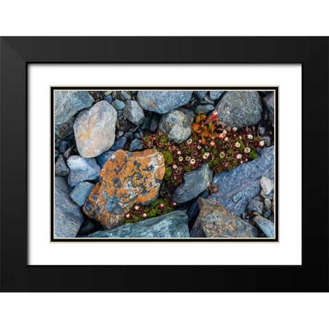 Tufted saxifrage {Saxifraga cepitosa}-in flower Black Modern Wood Framed Art Print with Double Matting by Pitamitz, Sergio