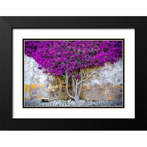 Europe-Portugal-Obidos-Bougainvillea plant on house wall Black Modern Wood Framed Art Print with Double Matting by Jaynes Gallery