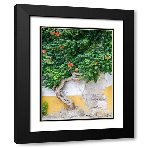 Portugal-Obidos-Large trumpet vine growing against a wall in the streets of Obidos Black Modern Wood Framed Art Print with Double Matting by Eggers, Julie