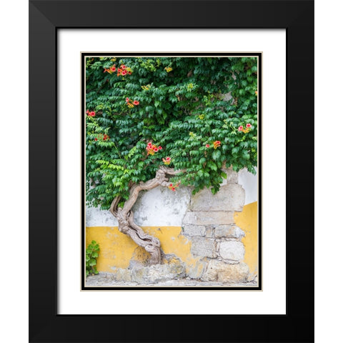 Portugal-Obidos-Large trumpet vine growing against a wall in the streets of Obidos Black Modern Wood Framed Art Print with Double Matting by Eggers, Julie