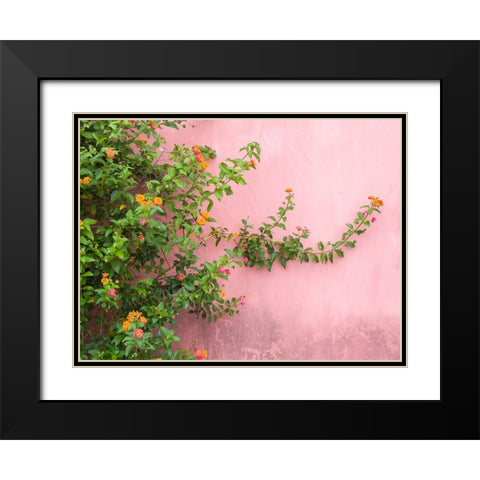 Portugal-Obidos-Colorful lantana vine growing against a pink wall Black Modern Wood Framed Art Print with Double Matting by Eggers, Julie