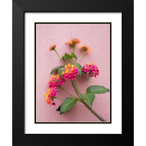 Portugal-Obidos-Colorful lantana vine growing against a pink wall Black Modern Wood Framed Art Print with Double Matting by Eggers, Julie