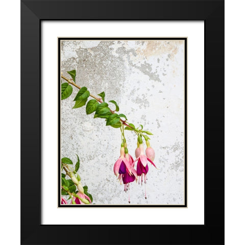 Portugal-Obidos-Colorful fuchsia hanging against an old white wall Black Modern Wood Framed Art Print with Double Matting by Eggers, Julie
