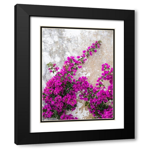 Portugal-Obidos-Hot pink or magenta bougainvillea against an old wall Black Modern Wood Framed Art Print with Double Matting by Eggers, Julie