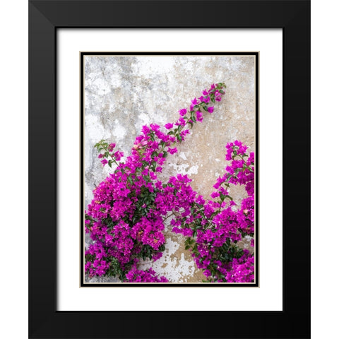 Portugal-Obidos-Hot pink or magenta bougainvillea against an old wall Black Modern Wood Framed Art Print with Double Matting by Eggers, Julie