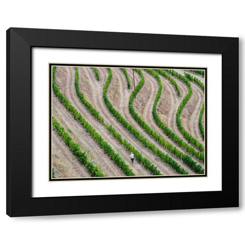 Portugal-Douro Valley-Terraced vineyards lining the hills Black Modern Wood Framed Art Print with Double Matting by Eggers, Julie