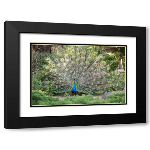Lisbon- Portugal. Castelo Sao Jorge. Peacocks reside on the castle grounds Black Modern Wood Framed Art Print with Double Matting by McRoberts, Julien