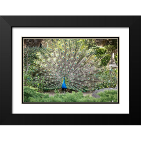 Lisbon- Portugal. Castelo Sao Jorge. Peacocks reside on the castle grounds Black Modern Wood Framed Art Print with Double Matting by McRoberts, Julien