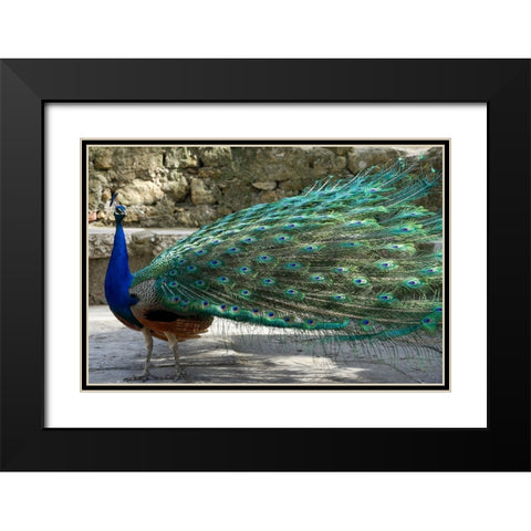 Lisbon- Portugal. Castelo Sao Jorge. Peacocks reside on the castle grounds Black Modern Wood Framed Art Print with Double Matting by McRoberts, Julien
