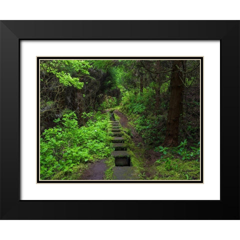 Levada-traditional irrigation channel near Cabeco Gordo in dense forest  Black Modern Wood Framed Art Print with Double Matting by Zwick, Martin