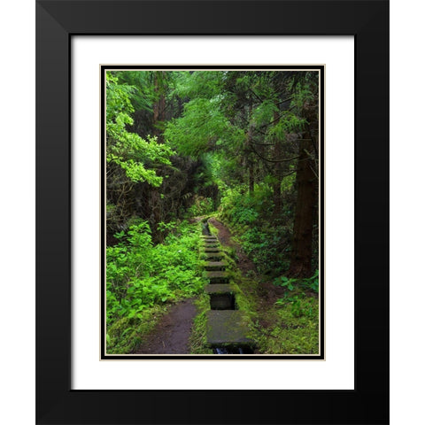 Levada-traditional irrigation channel near Cabeco Gordo in dense forest  Black Modern Wood Framed Art Print with Double Matting by Zwick, Martin
