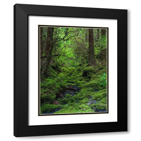 Forest near Cabeco Grodo Faial Island-an island in the Azores in the Atlantic Ocean  Black Modern Wood Framed Art Print with Double Matting by Zwick, Martin