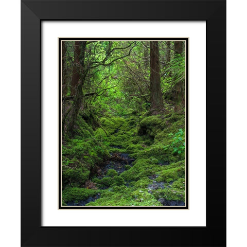 Forest near Cabeco Grodo Faial Island-an island in the Azores in the Atlantic Ocean  Black Modern Wood Framed Art Print with Double Matting by Zwick, Martin