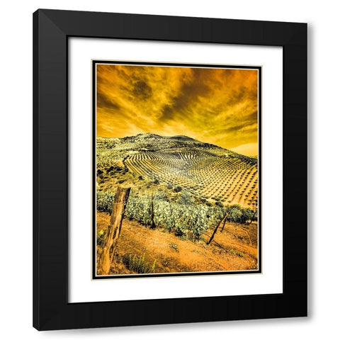 Portugal-Douro Valley-Vineyards and Olive Groves Black Modern Wood Framed Art Print with Double Matting by Eggers, Terry
