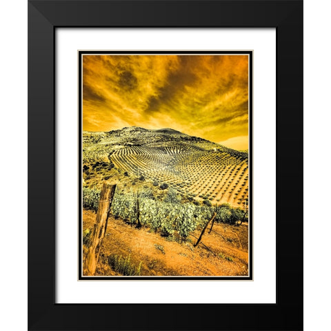 Portugal-Douro Valley-Vineyards and Olive Groves Black Modern Wood Framed Art Print with Double Matting by Eggers, Terry